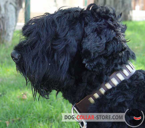 Brown Leather Dog Collar for Black Russian Terrier with Brass Plates