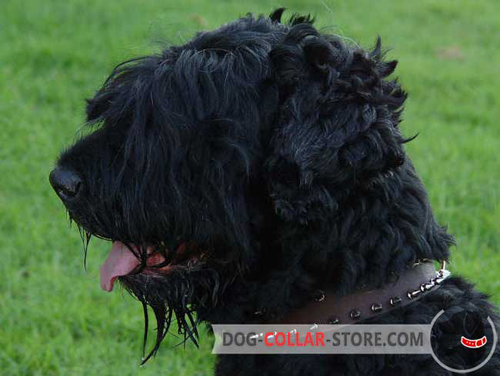 Brown Leather Dog Collar for Black Russian Terrier with Spikes