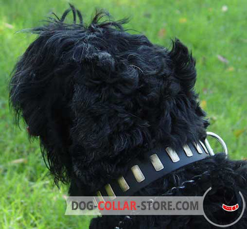 Leather Dog Collar for Black Russian Terrier Decorated with Brass Plates