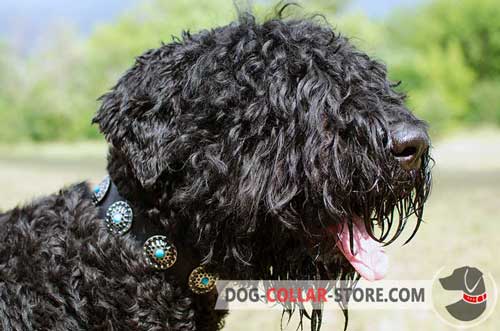 Fashion Leather Dog Collar for Black Russian Terrier with Blue Stoned Circles