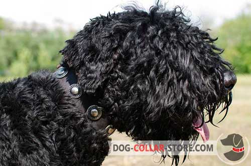 Walking Leather Black Russian Terrier Collar Decorated with Metal Conchos