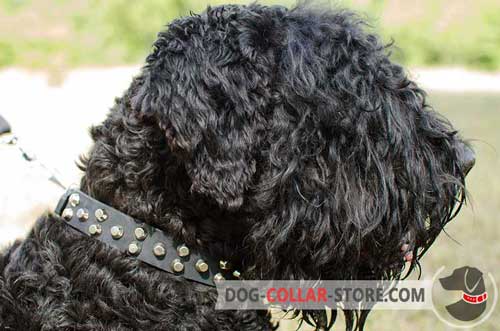 Designer Leather Dog Collar For Black Russian Terrier with Nickel Plated Studs