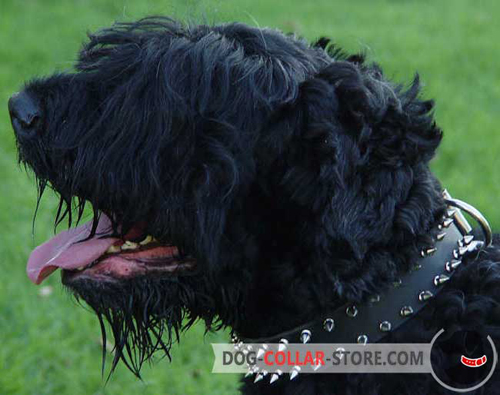 Adjustable Leather Dog Collar for Black Russian Terrier with Spikes