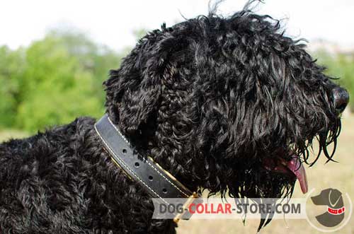 Wide Nappa Padded Leather Dog Collar for Black Russian Terrier