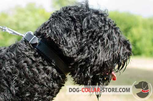 Universal Leather Black Russian Terrier Collar Padded with Soft Felt