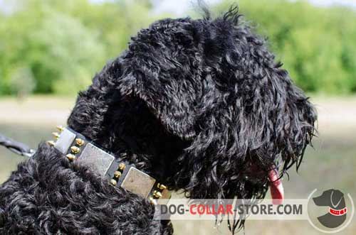 Leather Dog Collar for Black Russian Terrier Decorated with Metal Plates and Spikes