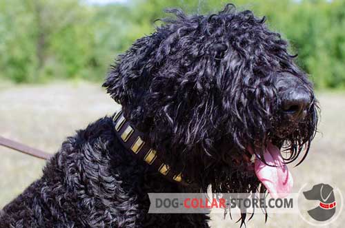 Leather Black Russian Terrier Collar Adorned With Vertical Brass Plates