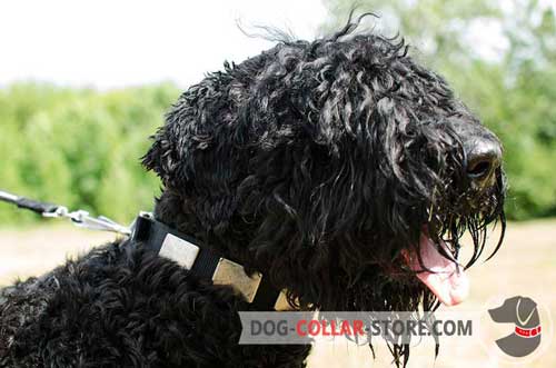 Stylish Nylon Dog Collar for Black Russian Terrier with Massive Plates