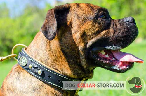 Nappa Padded Leather Dog Collar for Boxer with Braided Decoration