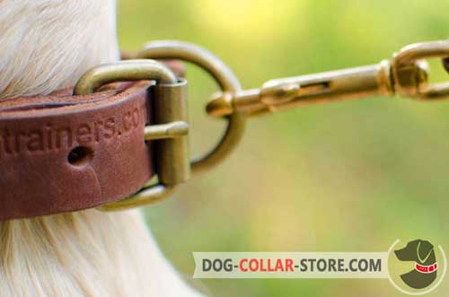 Firm Brass Buckle On Leather Dog Collar
