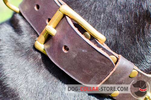 Solid Brass Buckle on Spiked Leather Dog Collar