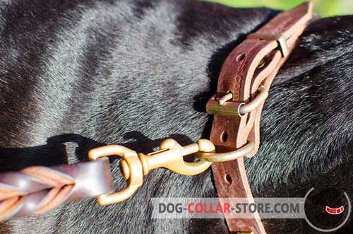 Brass-Plated D-Ring on Leather Dog Collar