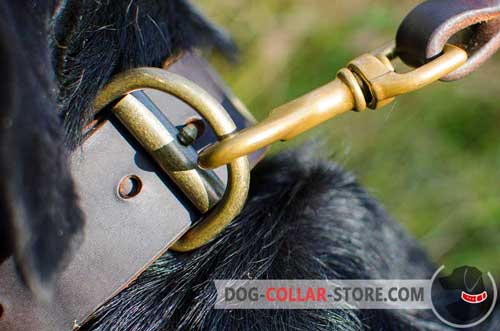 Duly Welded Brass-Plated D-Ring on Painted Leather Dog Collar