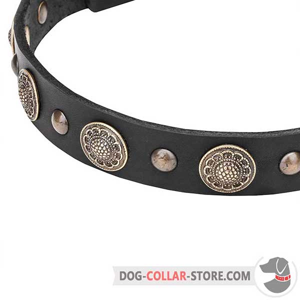 Brass Conchos and Studs on leather dog collar