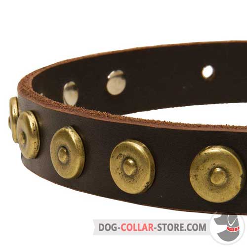 Golden Brass Dotted Circles on Designer Leather Dog Collar