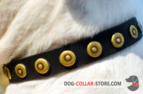 Stylish Brass Dotted Circles on Handcrafted Leather Dog Collar 