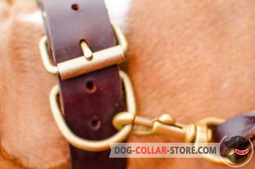 Studded Leather Dog Collar with Solid Brass Fittings