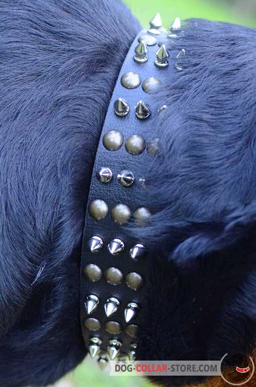 Nickel Spikes and Brass Studs on Leather Dog Collar 
