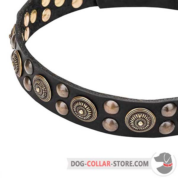 Brass-plated Studs on Dog Collar