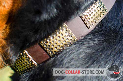 Rust Proof Brass Plates on Vintage Leather Dog Collar