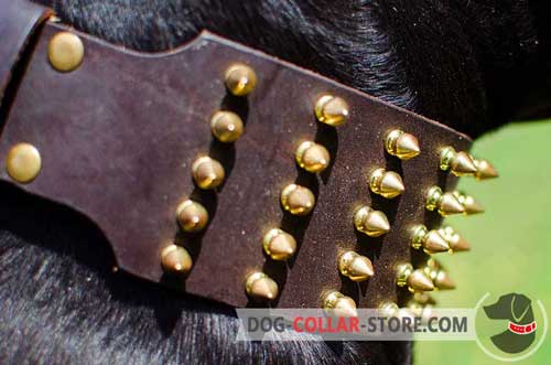 Gold-Like Spikes on Extra Wide Leather Dog Collar