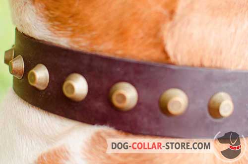 Golden Brass Studs on Designer Leather Dog Collar 