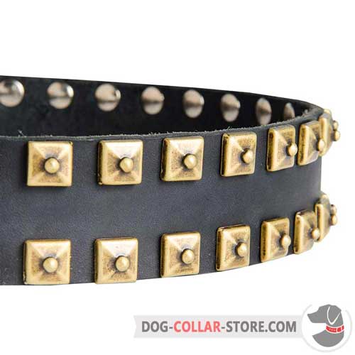 Hand-Set Sparkling Brass Studs on Designer Walking Leather Dog Collar