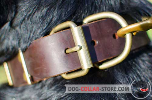Rust Proof Brass Buckle on Plated Leather Dog Collar