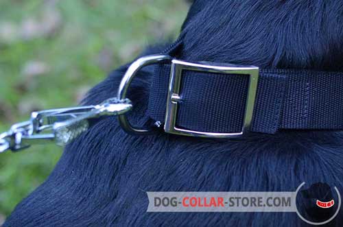 Resistant to Rust Buckle On Reliable Nylon Dog Collar 