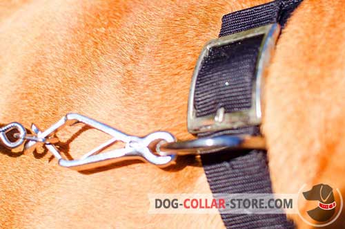 Resistant to Rust Buckle On Strong Nylon Dog Collar 