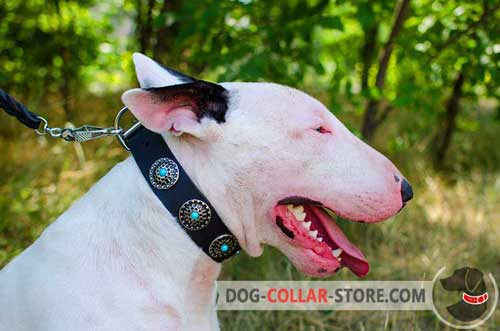Leather Bull Terrier Collar Decorated with Beautiful Silver Plated Circles