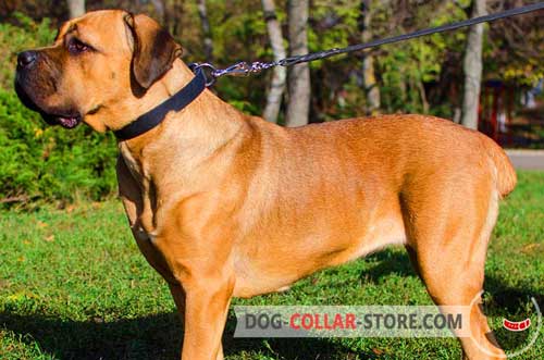Classic Leather Dog Collar for Cane Corso Walking