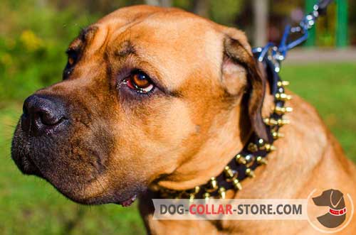 Leather Wide Cane Corso Collar with Brass Spikes