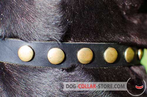 Shiny Corcles on Fashion Walking Leather Dog Collar
