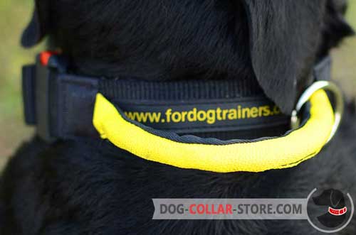 Additional Handle on Nylon Dog Collar 