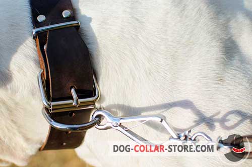 D-Ring on Studded Leather Dog Collar to Quickly Attach the Lead