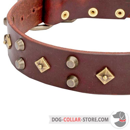 Dog Collar with durable brass hardware