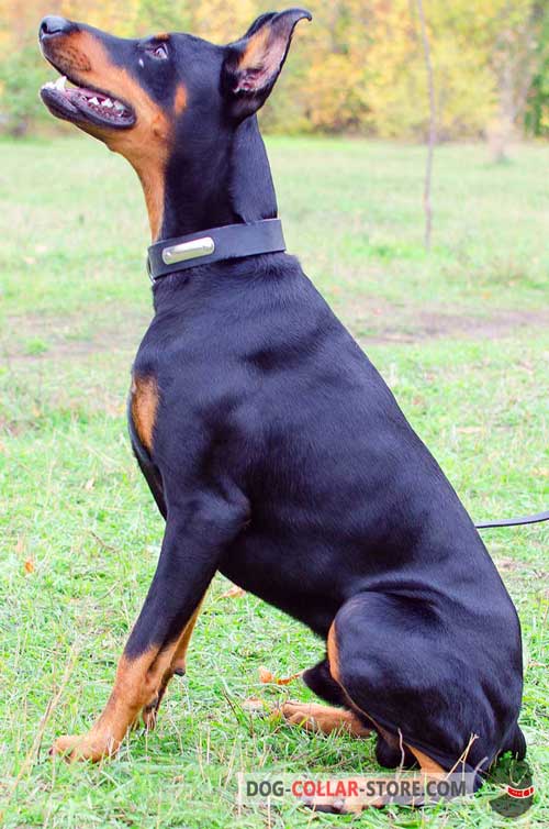 Leather Dog Collar for Doberman with Identification Tag