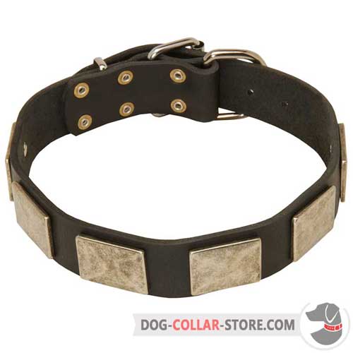 Leather Dog Collar Adorned with Massive Nickel Plates