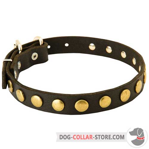 Leather Dog Collar Decorated with Fabulous Brass Studs