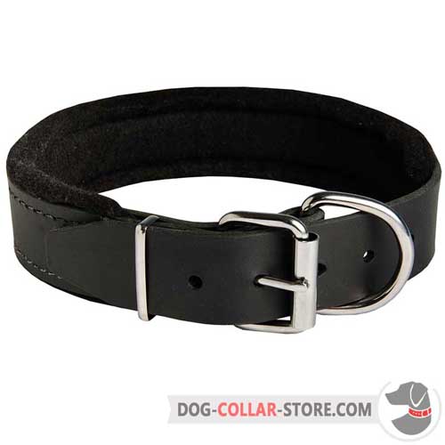 Padded Leather Dog Collar with Rust Proof Nickel Plated Hardware