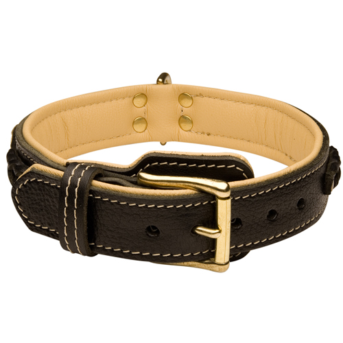 Walking Padded Leather Dog Collar with Strong Brass Buckle