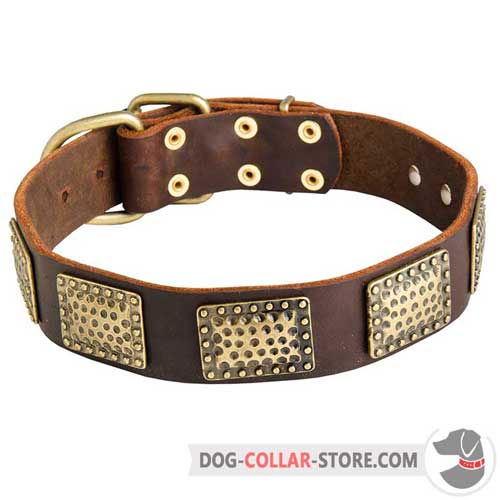 Stylish Leather Dog Collar Decorated with Vintage Brass Plates