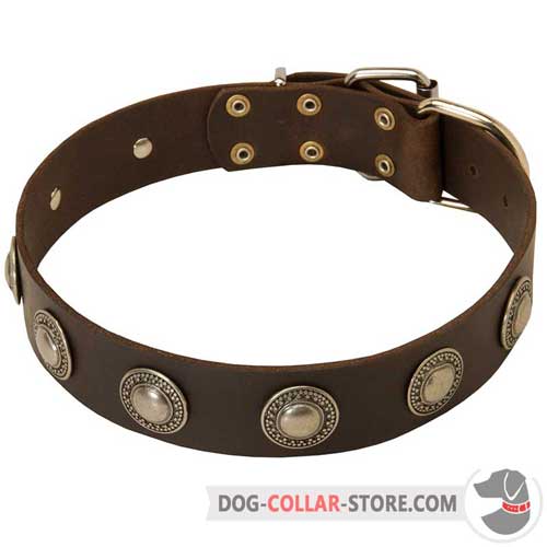 Walking Leather Dog Collar Decorated with Beautiful Silver Circles