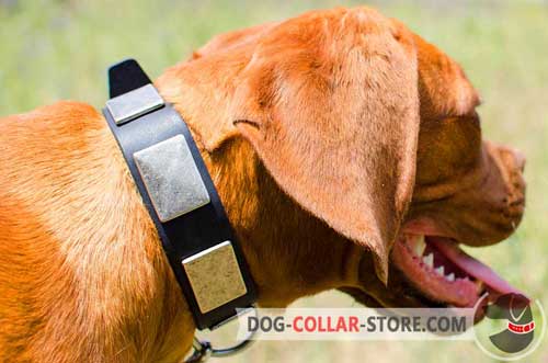 Leather Dogue De Bordeaux Collar Adorned With Massive Plates 