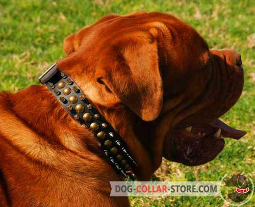 Spiked Dogue de Bordeaux Collar with Studs