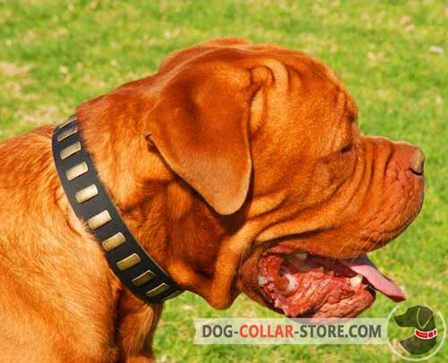 Gorgeous Leather Dogue de Bordeaux Collar With Brass Plates