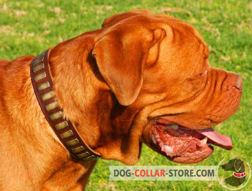 Gorgeous Leather Dogue de Bordeaux Collar With Brass Plates
