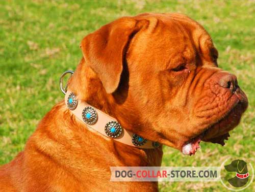 Leather Dogue de Bordeaux Collar with Decorations