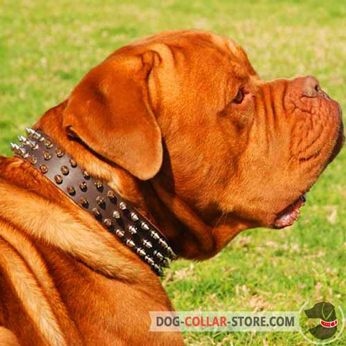 Leather Dogue de Bordeaux Collar Spiked Design